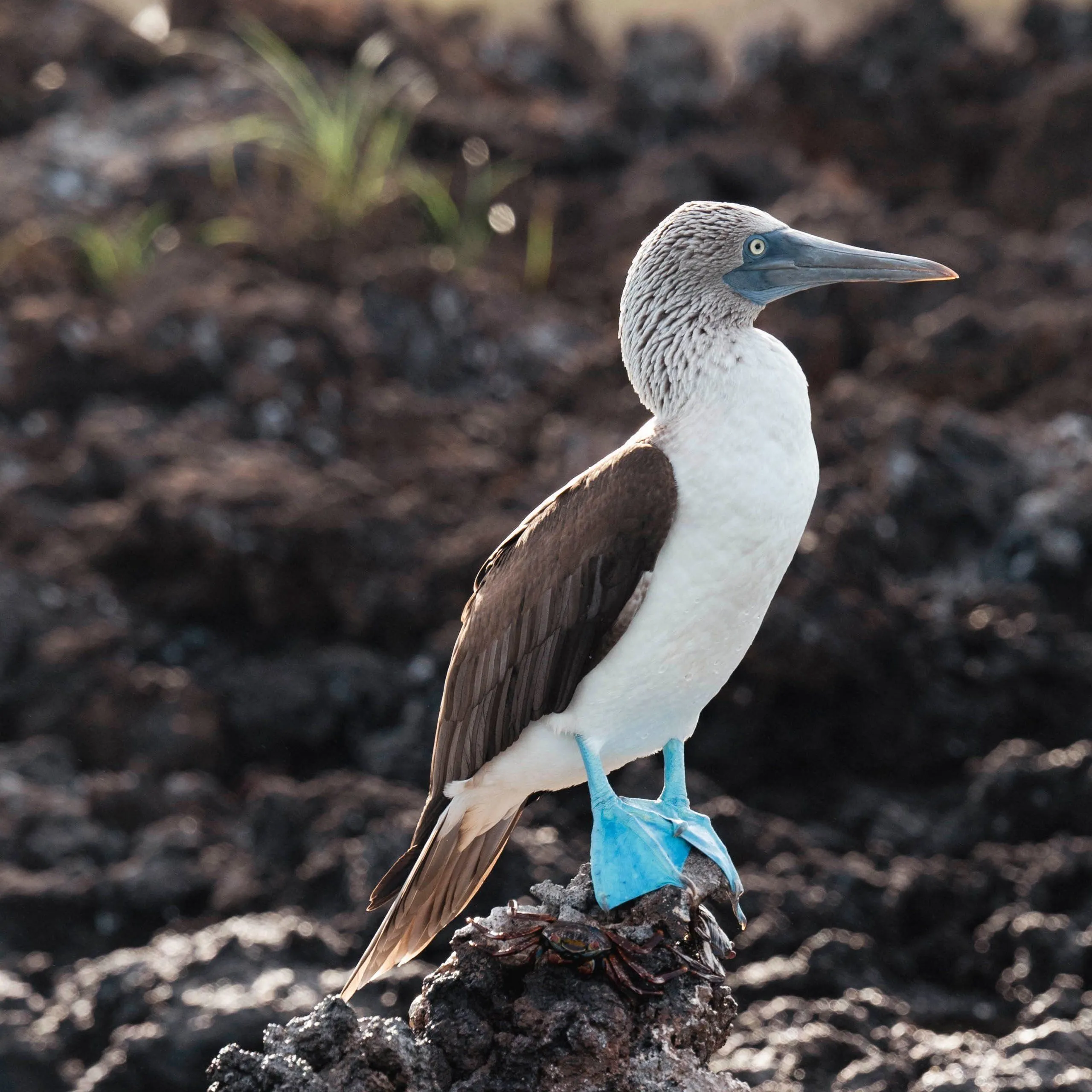 andBeyond Galápagos Explorer — Eindruck 5