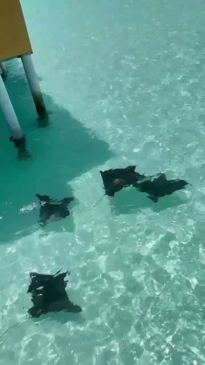 Vier dunkle Rochen schwimmen neben den Pfählen eines Stegs über hellen Sandgrund.