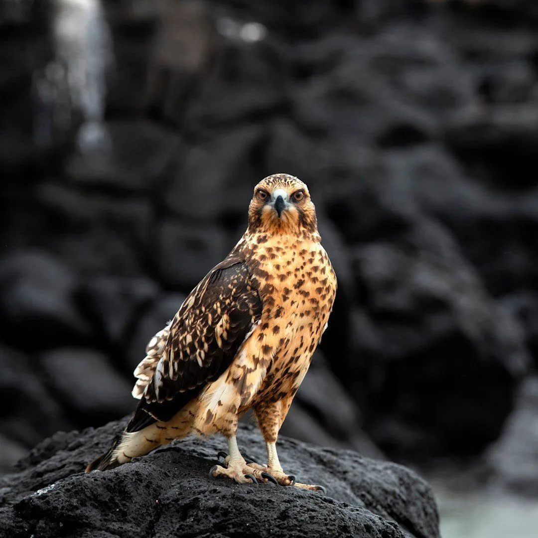 andBeyond Galápagos Explorer — Eindruck 18