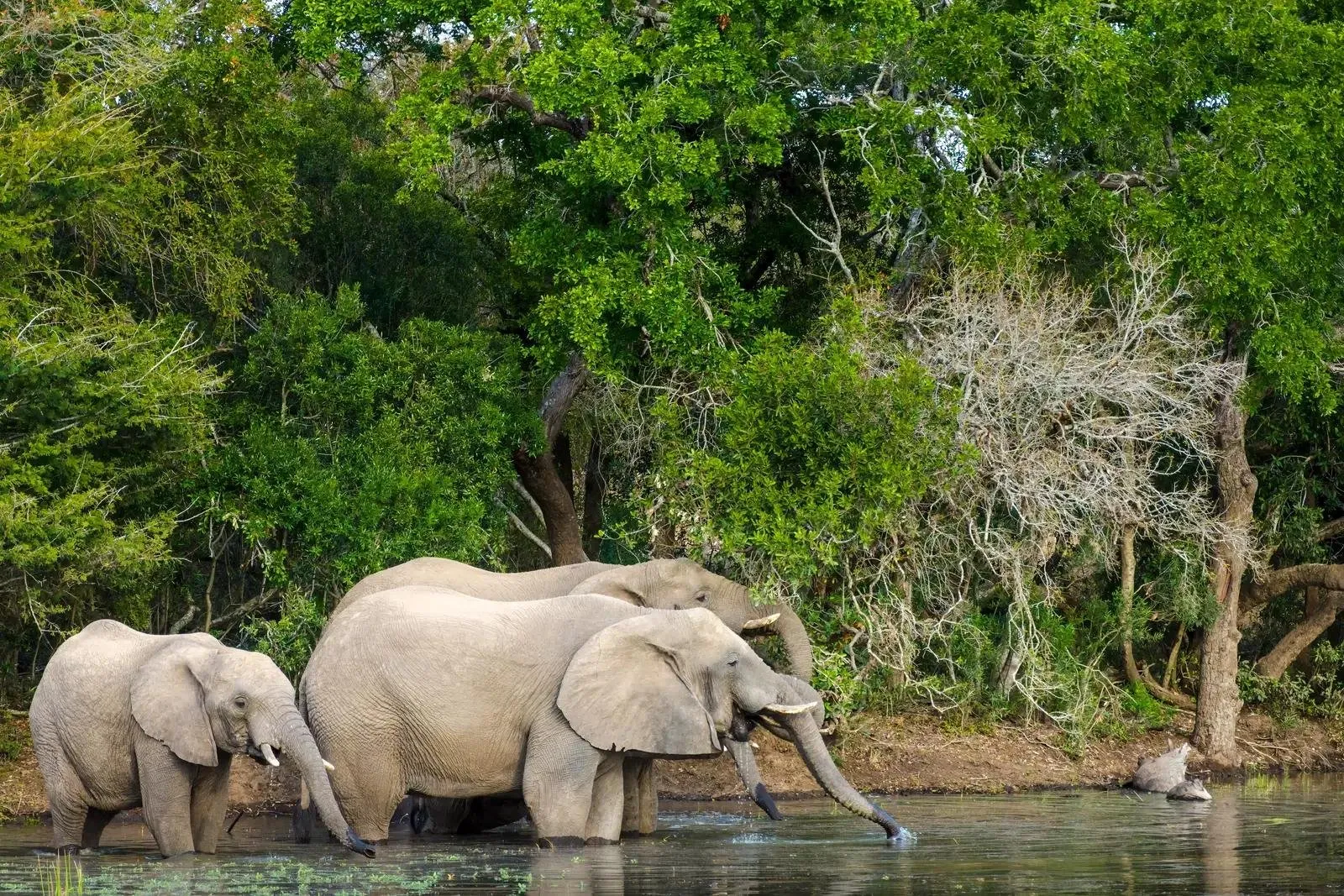 andBeyond Phinda Private Game Reserve — Eindruck 6