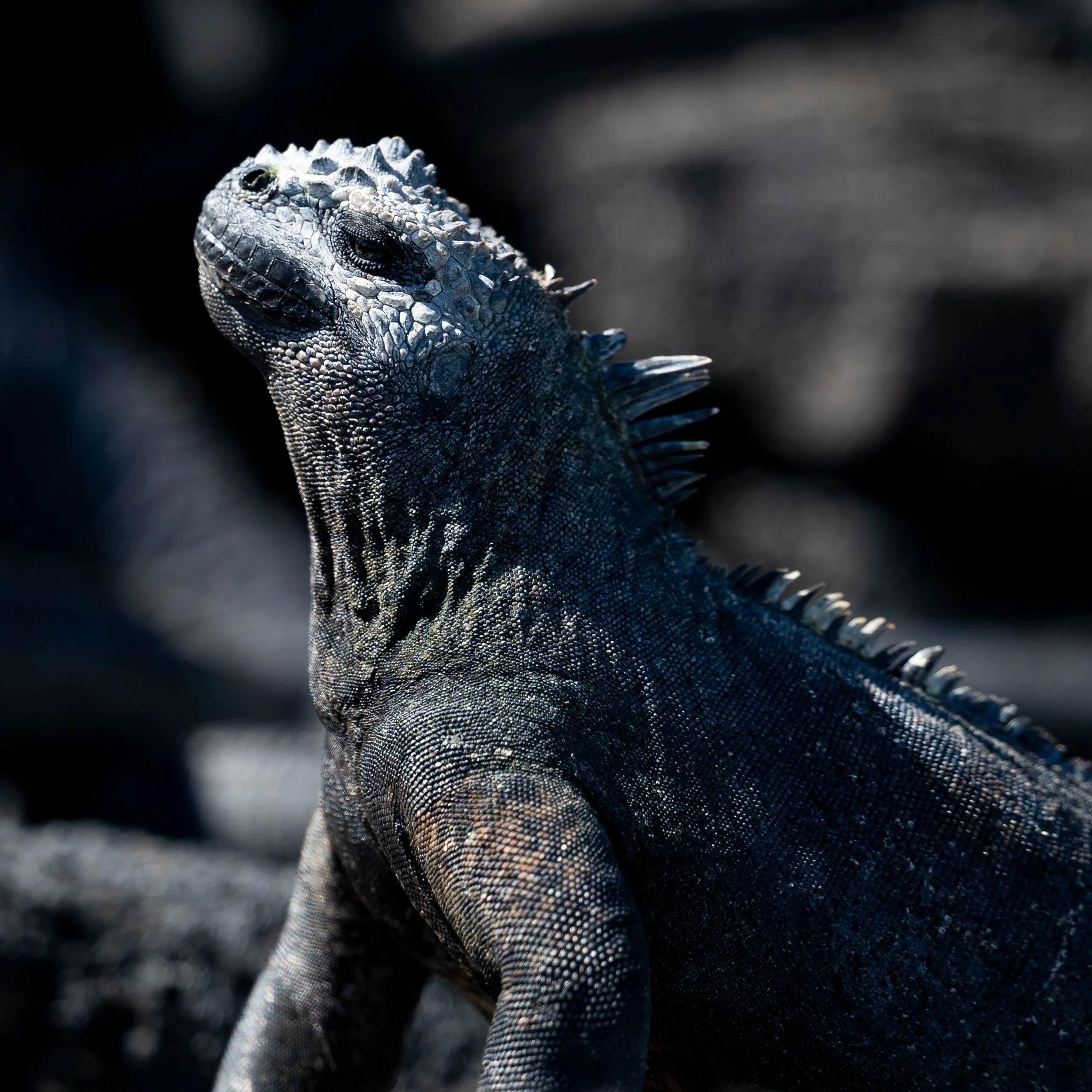 andBeyond Galápagos Explorer — Eindruck 6