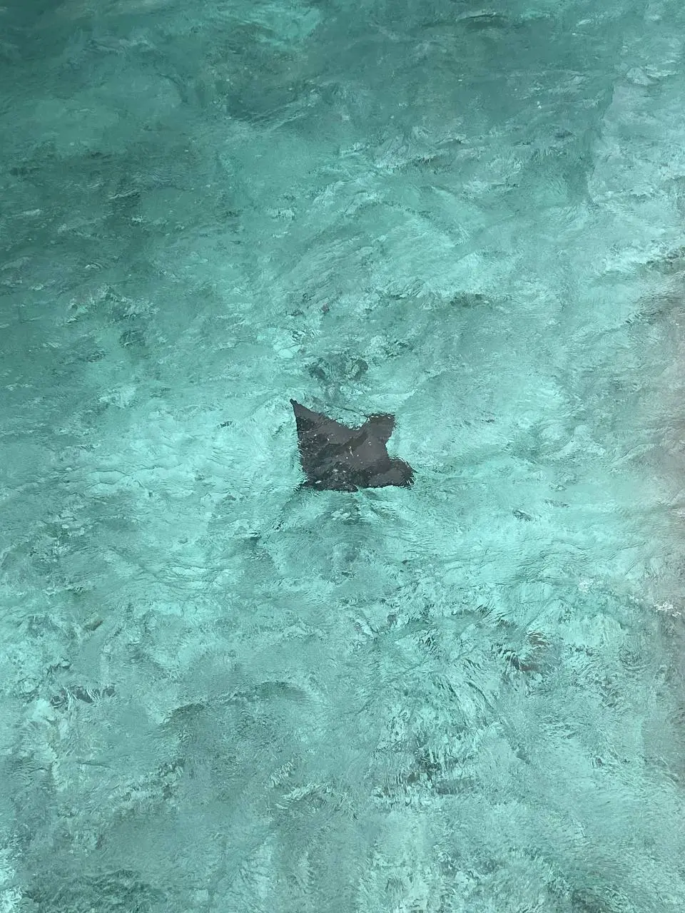 Ein dunkler Rochen schwimmt über hellen Sandgrund im türkisfarbenen Wasser.